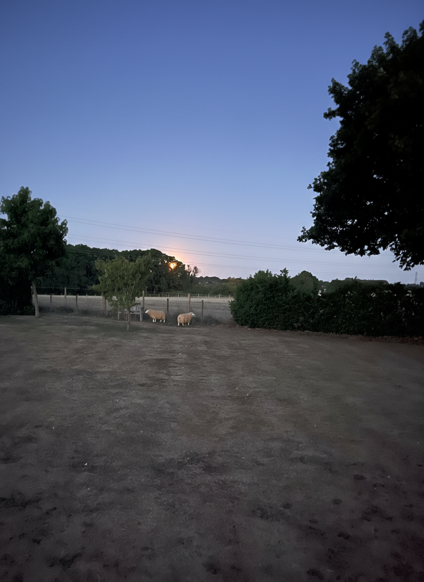 Two sheep in a fenced paddock beneath the moon at dusk at Neatham Barn