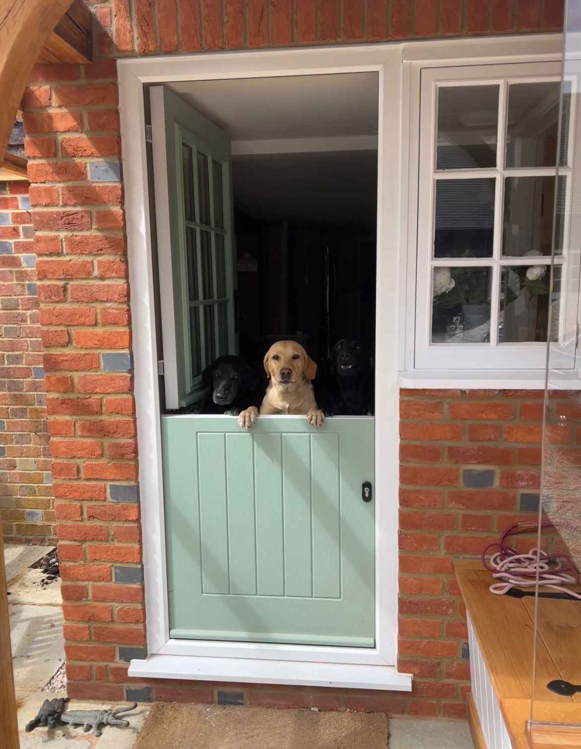 The owners’ working Labradors